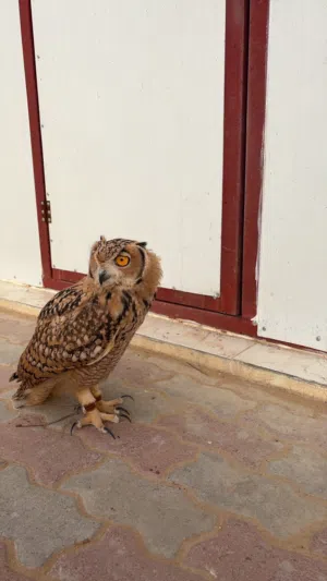 بومه نسريه