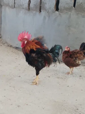 متاح ديج ودجاجه