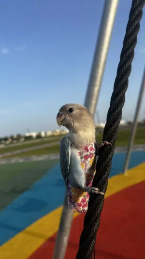 2 طيور روز للبيع مع كامل أغراضها)