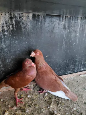 حمام للبيع بسعر طري