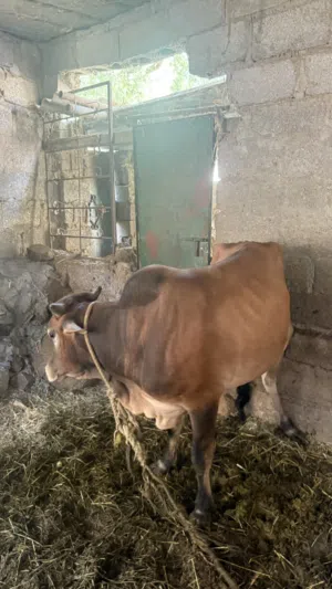 ثور عماني فل سمنه