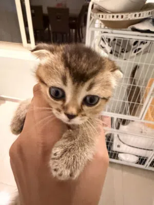 Scotish fold and straight cat for sale