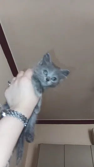 9 قطط للتبني