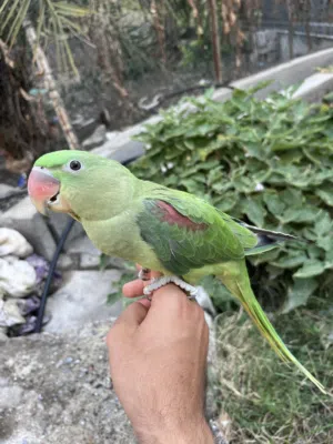 بغبغاء نيبالي أليف ويحاول على الكلام