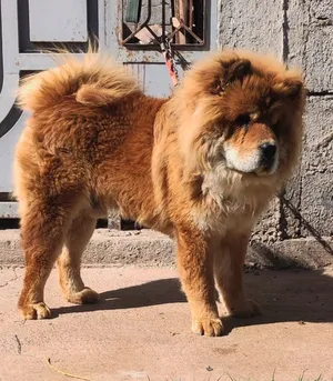 Malle Chow-chow
