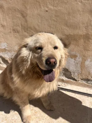 كلب جولدن للبيع البيع للضروره لسبب السفر