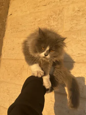 قطة شيرازي 5 اشهر - 5months persian cat
