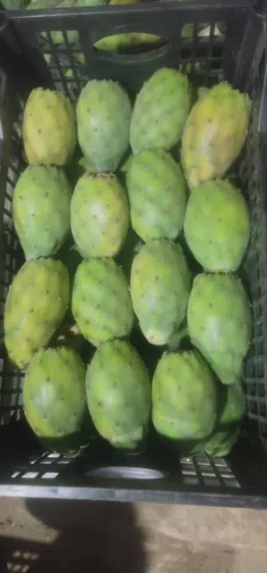 البلس الغيماني