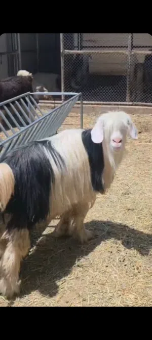 شاه بكر من حلال الرحوب للبيع