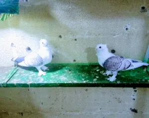 زوجين الفراشه. جواهن فراخ