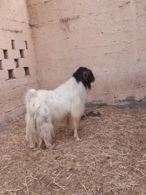 تيس فحل حاار للبيع