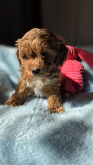 Adorable CavaPoo Home Raised Healthy Puppies