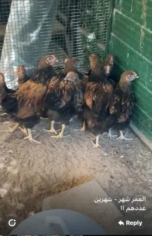 للبيع مشروع انتاج دجاج وايندوت بالكامل