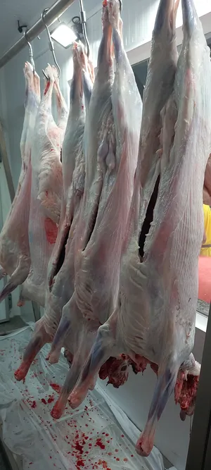 ‏مشاريع استثمارية ‏.‏ جديد‏0