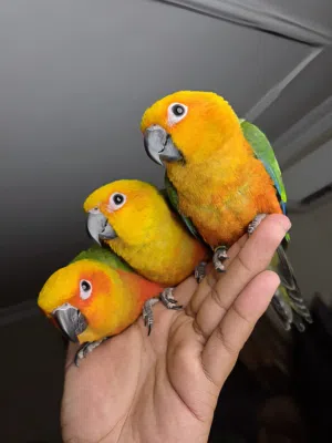صن كونيور +جنداي
