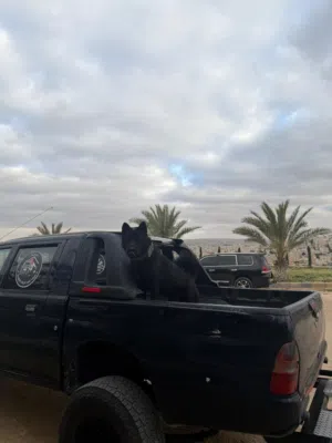 كلب نوع American Akita