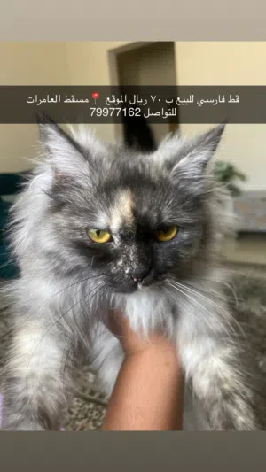 قط للبيع مع مستلزماته قابل للتفاوض للملاحظه تراه انثئ