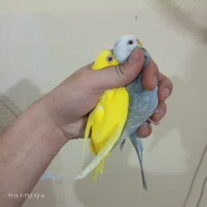 طيرتين حب جاهزات للانتاج