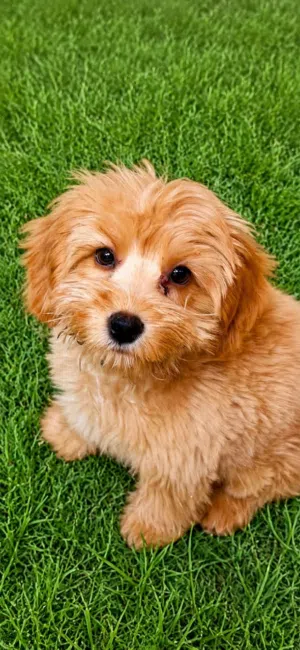 female Toy maltipoo 4 months vaccinated with passport potty trained