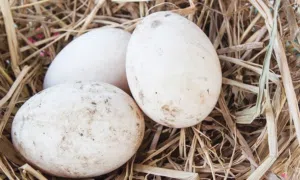 يوجد بيض بط وز و كوبرا