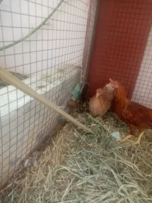 ديك ودجاج للبيع كبار بسعر اقل من سوق