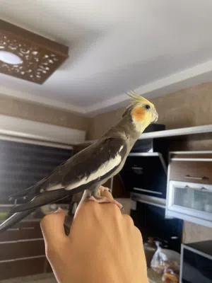 ببغاء كوكتيل