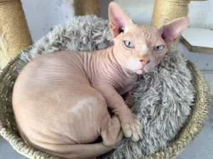Sphynx male cat Bino