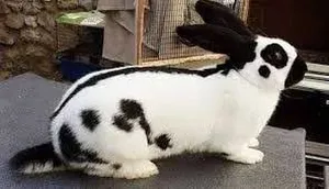 Rabbits3