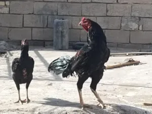 مطلوب دجاج هراتي شوف الوصف قبل لا تدخل