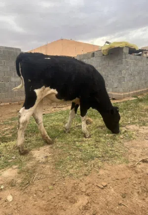زوز عجل للبيع ربي يبارك وحده 9 شهور  وحده 10 شهور