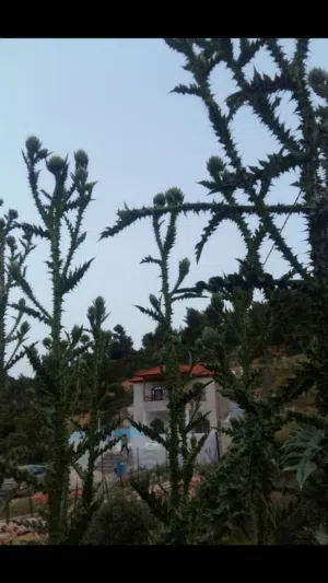 3 Bedrooms Chalet for Rent in Jerash Soof