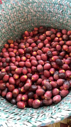 رطب خنيزي نوع فاخر