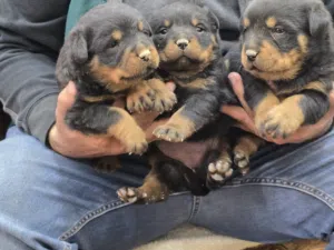 جراو روت وايلر جامبو حجم ضخم جمجمه عريضه