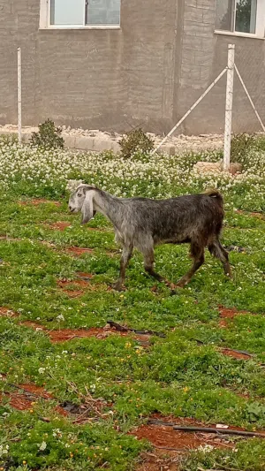 3 شعاري درار على خشم ميلاد مصابحات ماسيات