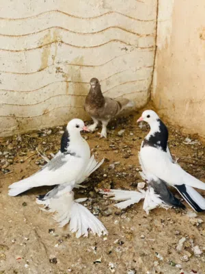 انثاج هزاز الله يبارك