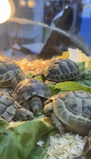 Greek turtle السلحفاة اليونانية