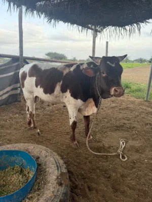 ثور مهجن اسباني العمر سنتين ونص