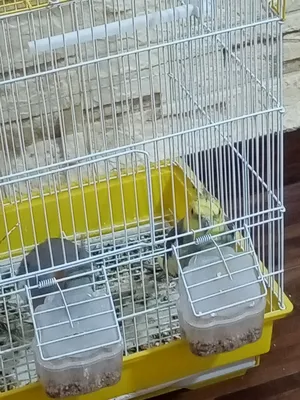 ‏ببغاء‏4