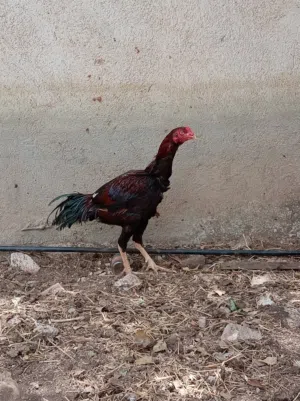 ديك باكستاني