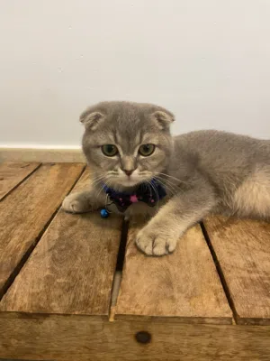Scottish fold ( short hair ) grey vaccinated 4 months & 18 days old
