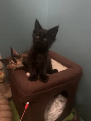 Main coon pure girls and boys