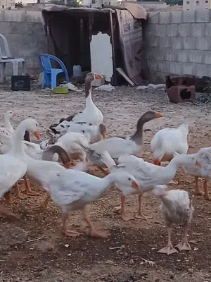 عشر وزات عمر 3 شهور