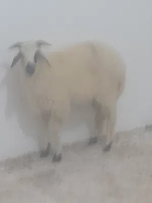 بيع مستعجل