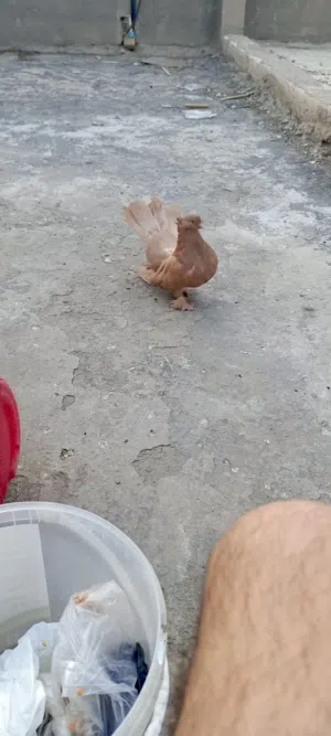فانتيل اصفر درجه اولى بيض وشد