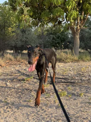 Doberman małe very gentle and kind