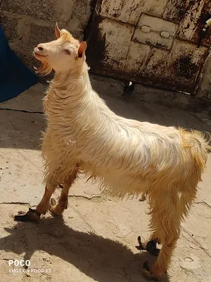 Goats4