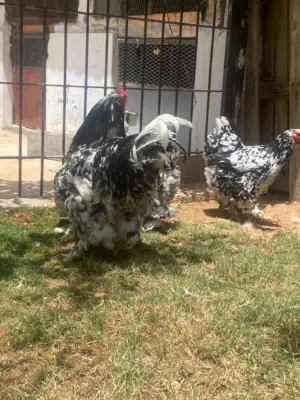 بسم الله ماشاءالله كوبيه براهما عملاق فولي ربي يبارك فروج و3 دجاجات منتجات