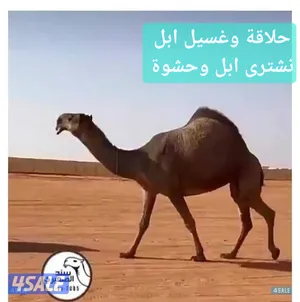 ‏جمل‏4