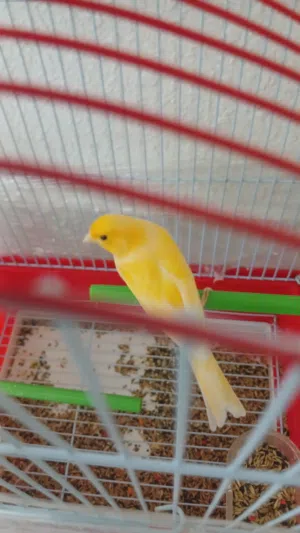 طائر كناري