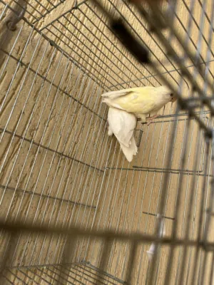 كوبيه مصوقره للبيع محليه